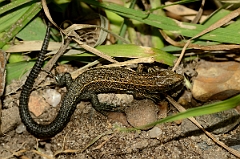 David Plant Photography - Wildlife Photography - Common lizard - B